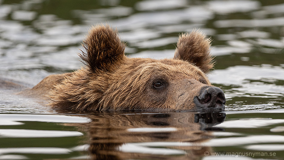 Swimming bear